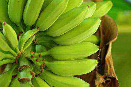 Amostra de plano de negócios para o cultivo de banana