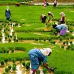 Como iniciar um negócio de cultivo de mandioca na Nigéria