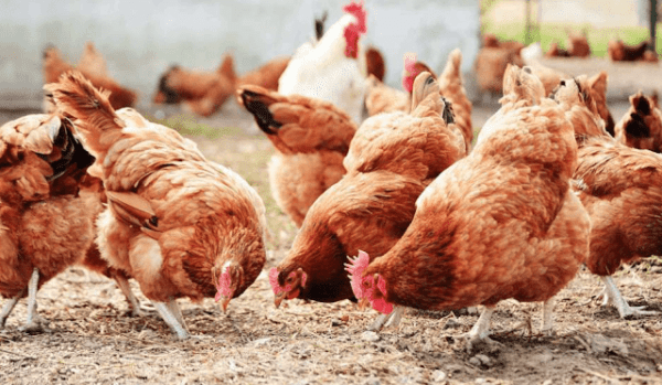 Como iniciar uma avicultura na Nigéria