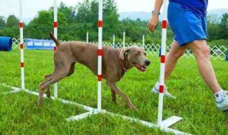 Exemplo de plano de negócios de treinamento de cães