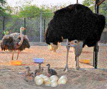 Exemplo de plano de negócios para cultivo de avestruzes