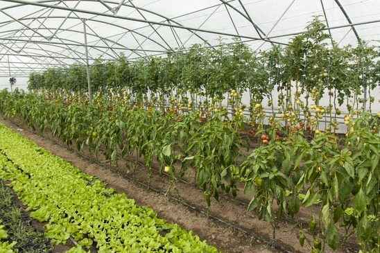 Exemplo de plano de negócios para o cultivo de pimenta