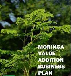 Exemplo de plano de negócios para o cultivo de plantação de Moringa