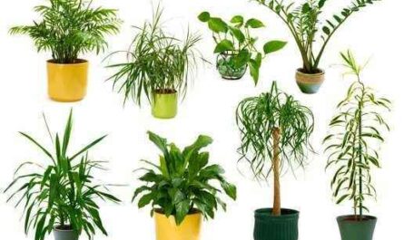 10 plantas mais lucrativas para cultivar e vender hoje