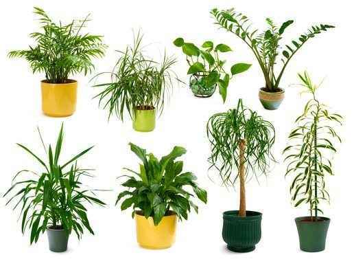 10 plantas mais lucrativas para cultivar e vender hoje