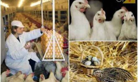 A avicultura é lucrativa?