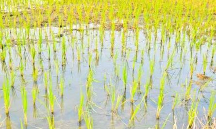 Exemplo de plano de negócios de cultivo de arroz