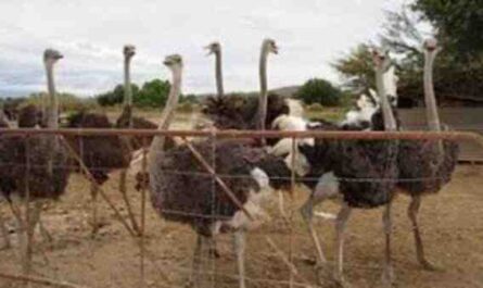 Agricultura de avestruzes: plano de início de negócios para iniciantes