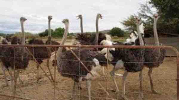Agricultura de avestruzes: plano de início de negócios para iniciantes