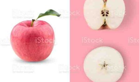 Agricultura de maçã: Plano de negócios de produção lucrativa de maçã