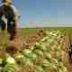 Agricultura de melancia: plano de negócios e guia para iniciantes