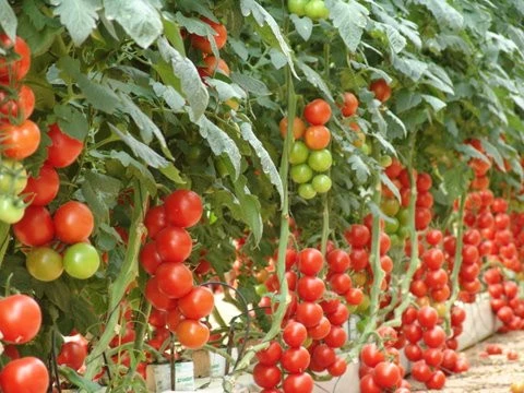 Agricultura de tomate: cultivo comercial de tomate para iniciantes