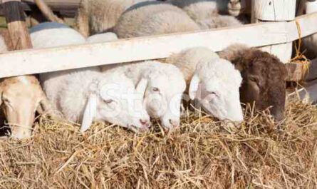 Alimentação de ovelhas: o que alimentar suas ovelhas para uma melhor produção