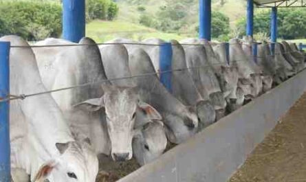 Alimentação do gado: guia de alimentação do gado para uma melhor produção de leite e carne