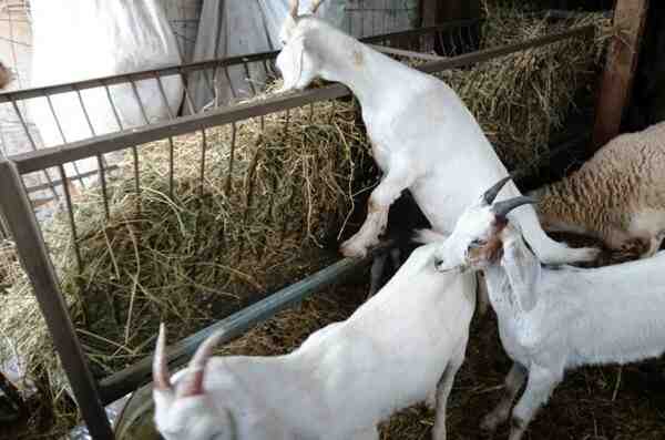 Alimentação para cabras: o que alimentar suas cabras para uma melhor produção de carne e leite