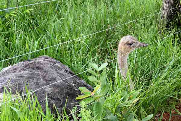Alimento de avestruz: o que alimentar avestruz para um melhor crescimento