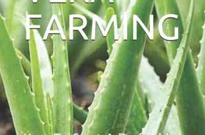Agricultura Aloe Vera: Guia de início de negócios para iniciantes