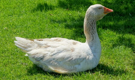 American Buff Goose: Características, Origem e Informação da Raça