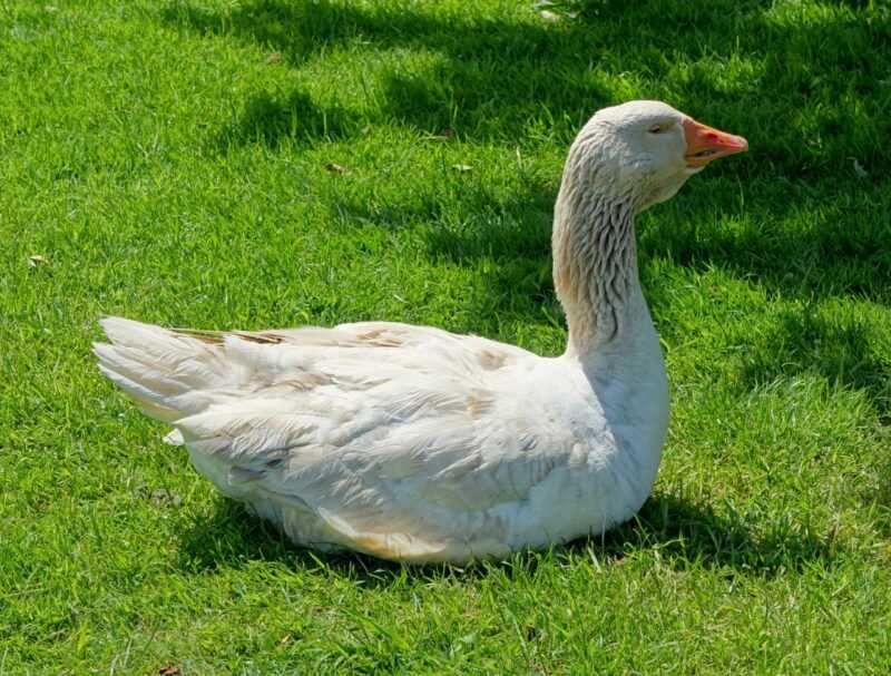 American Buff Goose: Características, Origem e Informação da Raça