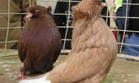American Domestic Show Flight Pigeon: características e informações