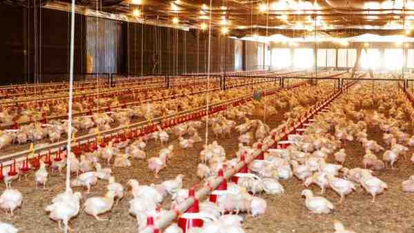 Avicultura de frangos de corte: guia para iniciar negócios de criação de frangos de corte