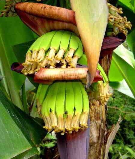 Cultura Da Banana: Plano de negócios comercial para obter lucros