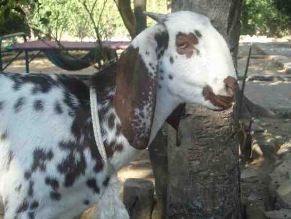 Criação de cabras-bétalas: plano de arranque para iniciantes