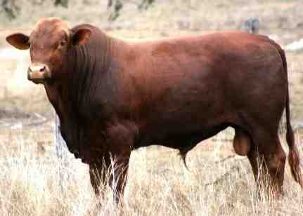 Criação de gado vermelho de Belmont: Plano de Início de Negócios para Iniciantes