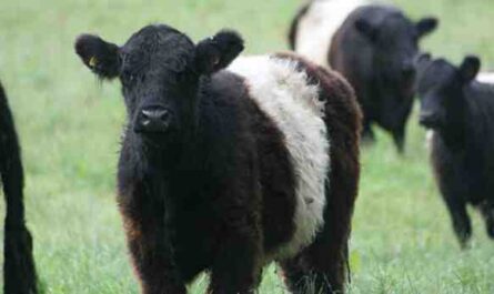Criação de gado em Belted Galloway: Plano de início de negócios para iniciantes