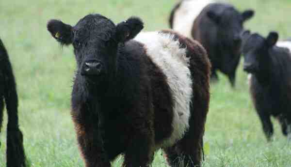 Criação de gado em Belted Galloway: Plano de início de negócios para iniciantes