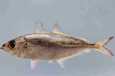 Bigeye Scad Fish: características, dieta, criação e usos