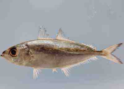 Bigeye Scad Fish: características, dieta, criação e usos