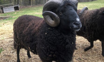 Black Welsh Mountain Sheep: características e informações sobre a raça