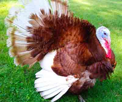 Bourbon Red Turkey: características, usos e informações sobre a raça