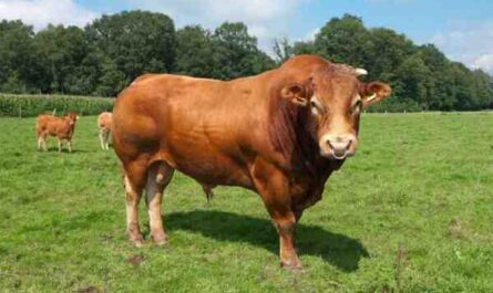 Bovinos Limousin: Características, Usos e Informações Completas sobre a Raça
