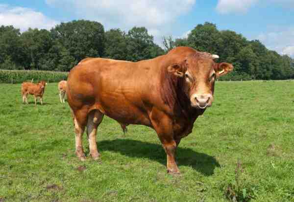 Bovinos Limousin: Características, Usos e Informações Completas sobre a Raça