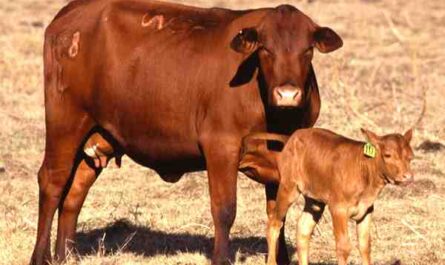 Criação de gado em Brangus: plano de arranque de empresas para principiantes