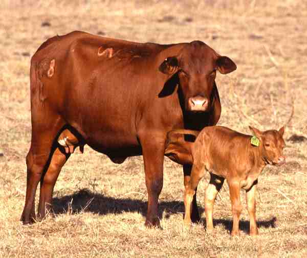 Criação de gado em Brangus: plano de arranque de empresas para principiantes