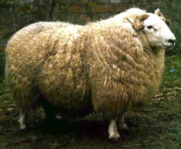 Brecknock Hill Cheviot Sheep: características, usos e informações sobre a raça