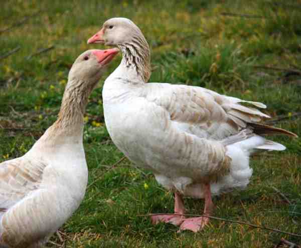 Brecon Buff Goose: Características, Origem e Informação da Raça