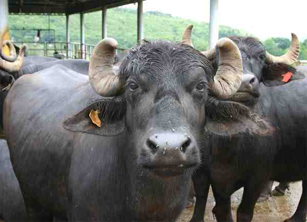 Criação De Búfalos: Plano de início de negócios lucrativo para iniciantes