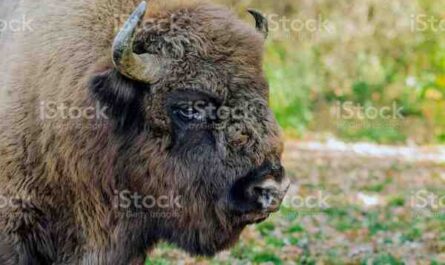 Buffalo romeno: informações sobre características, origem e usos