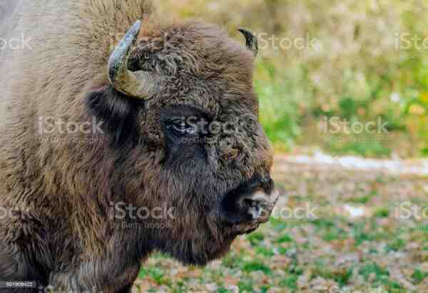 Buffalo romeno: informações sobre características, origem e usos