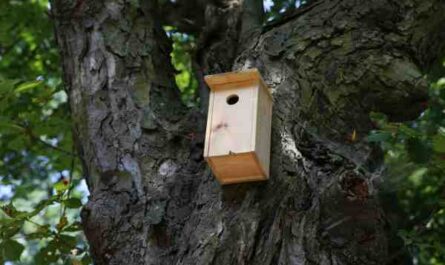 Caixas de nidificação de codornizes: como construir caixas de nidificação para codornizes
