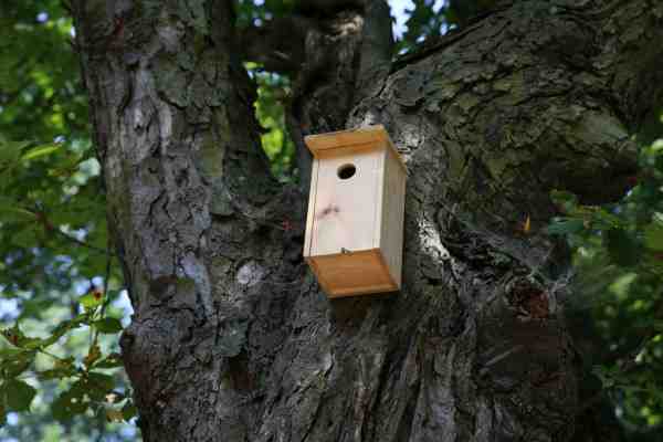 Caixas de nidificação de codornizes: como construir caixas de nidificação para codornizes