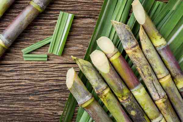 Cana-de-açúcar: negócio de cultivo de cana-de-açúcar para iniciantes