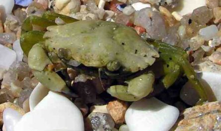 Caranguejo Verde Europeu: Características, Dieta, Criação e Usos