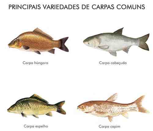 Carpa peixes comuns: características, alimentação, reprodução e informações completas