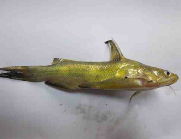 Catfish Yellowhead: Características, Dieta, Criação e Usos