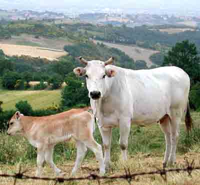 Criação de gado chianina: Plano de início de negócios para iniciantes